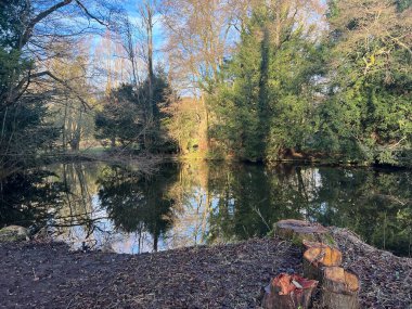 Ormandaki yüksek ağaçların güzel manzarası Thetford Lynford Gölü 'ndeki sakin ve geniş su gölü Norfolk Doğu Anglia İngiltere' de kışın mavi gökyüzü ile yansıyor. 