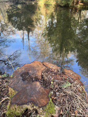 Ormandaki uzun ağaçların güzel manzarası Thetford Lynford Gölü 'ndeki durgun ve geniş su gölüne yansıyor. Norfolk Doğu Anglia İngiltere. Kış mevsiminde mavi gökyüzü soğuk ve ağaç gövdesi ön planı kesilmiş.