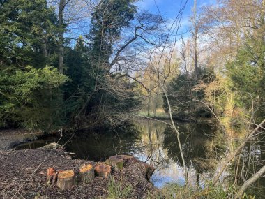 Ormandaki uzun ağaçların güzel manzarası Thetford Lynford Gölü 'ndeki durgun ve geniş su gölüne yansıyor. Norfolk Doğu Anglia İngiltere. Kış mevsiminde mavi gökyüzü soğuk ve ağaç gövdesi ön planı kesilmiş.
