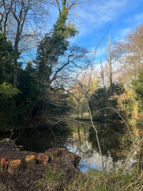 Ormandaki uzun ağaçların güzel manzarası Thetford Lynford Gölü 'ndeki durgun ve geniş su gölüne yansıyor. Norfolk Doğu Anglia İngiltere. Kış mevsiminde mavi gökyüzü soğuk ve ağaç gövdesi ön planı kesilmiş.