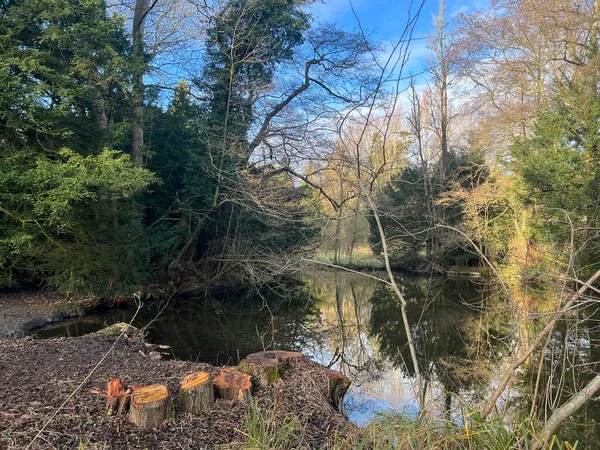 Ormandaki uzun ağaçların güzel manzarası Thetford Lynford Gölü 'ndeki durgun ve geniş su gölüne yansıyor. Norfolk Doğu Anglia İngiltere. Kış mevsiminde mavi gökyüzü soğuk ve ağaç gövdesi ön planı kesilmiş.