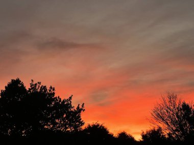 Gün batımının güzel manzarası pembe mor turuncu günbatımı gökyüzü ağaçlarla dolu çalılar ve yeşillik silueti ile Norfolk kışında gökyüzünün büyüleyici doğal güzelliğine karşı koyuyor.