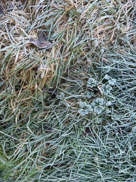 Close Van Wit Gecoate Vorst Bedekt Groen Gras Tuin Gazon — Stockfoto