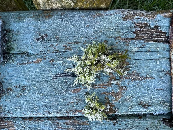Eski Ahşap Kapıya Yakın Ahşap Üzerinde Mavi Boya Soyulmuş Solmuş — Stok fotoğraf