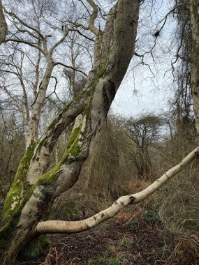 Bir Norfolk Doğu Anglia ormanında çıplak dallı gümüş huş, kayın ve meşe ağaçlarıyla orman manzarası turba ve kahverengi yaprak toprağı gri gökyüzü ile sık ağaçlık alanı şekillendirir. 
