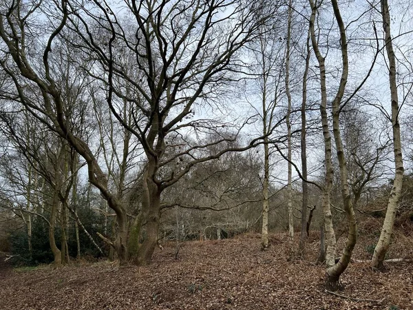 Bos Landschap Met Kale Vertakte Zilveren Berk Beuken Eiken Bomen — Stockfoto