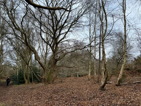 Waldlandschaft Mit Kahlen Verzweigten Birken Buchen Und Eichen Einem Wald — Stockfoto