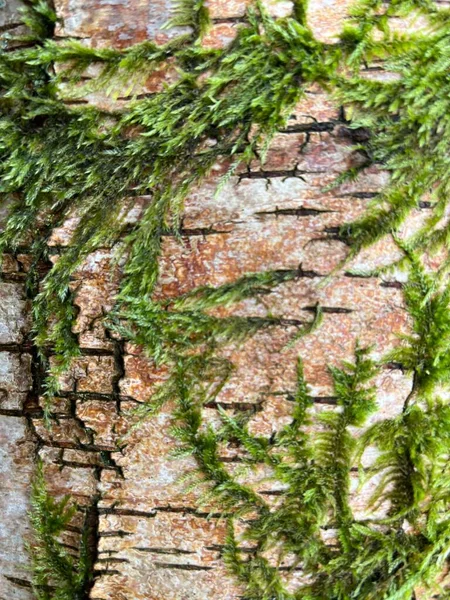 Detailní Záběr Kůry Stromů Ukazuje Přirozenou Krásu Stříbrné Břízy Lesní — Stock fotografie