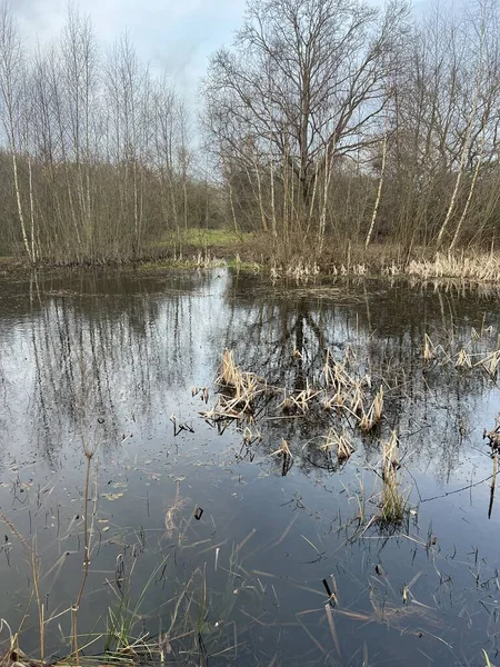 Beau Paysage Lac Calme Profond Dans Forêt Avec Les Arbres — Photo