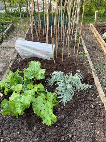 Garden Landscape Allotment Raised Soil Beds Growing Organic Vegetables Dug — Stock Photo, Image