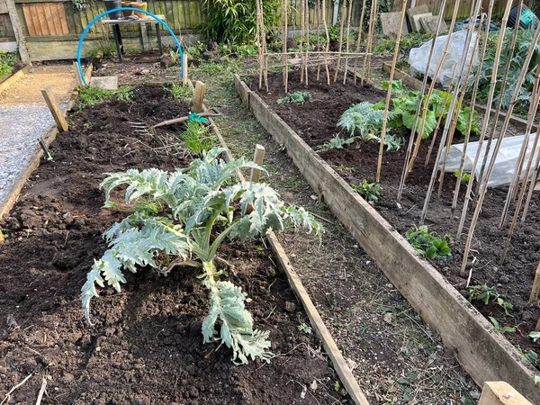 Garden Landscape Allotment Raised Soil Beds Growing Organic Vegetables Dug — стоковое фото