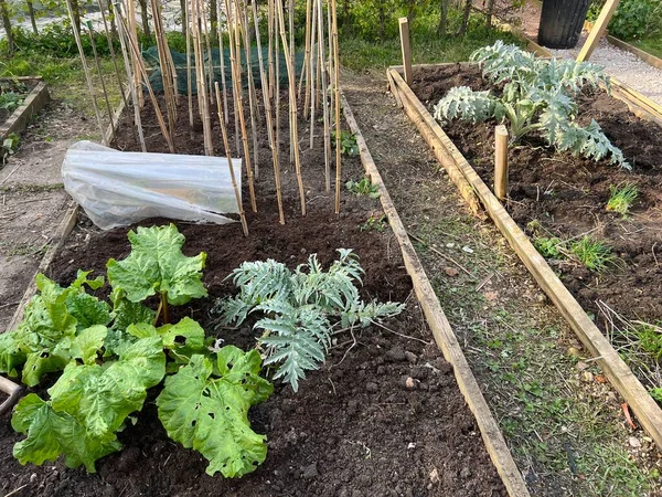 Garden Landscape Allotment Raised Soil Beds Growing Organic Vegetables Dug — стоковое фото