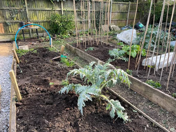 Garden Landscape Allotment Raised Soil Beds Growing Organic Vegetables Dug — Stock Photo, Image