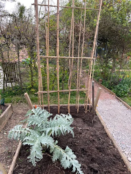 Garden Landscape Allotment Raised Soil Beds Growing Organic Vegetables Dug — стоковое фото