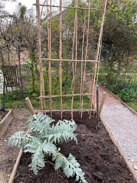 Paisaje Jardín Parcelas Plantadas Suelo Para Cultivo Verduras Orgánicas Con Fotos de stock libres de derechos