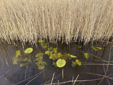 Norfolk 'taki Hickling Geniş Doğa Koruma Alanı' ndaki güzel gündoğumu sazlık yatakları durgun sularda yetişen zambaklar. 