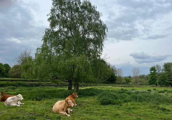 Zwei Junge Kühe Saßen Friedlich Auf Einem Großen Grünen Saftigen — Stockfoto