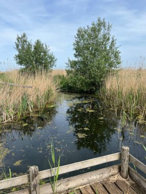 Norfolk 'taki durgun nehrin güzel manzarası Deniz Doğal Çamuru' nun yanında yeşil yemyeşil otlar ve yemyeşil yemyeşil yemyeşil yemyeşil otlar, sakin Doğu Anglia 'ya yansıyor.