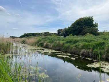 Norfolk 'taki sakin nehrin güzel manzarası yeşil yemyeşil yemyeşil bitki ve otlarla dolu geniş vahşi yaşam rezervi sakin Doğu Anglia Birleşik Devletleri suyuna yaz ayının başlarında mavi gökyüzü