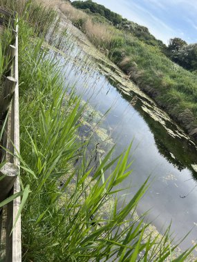 Norfolk 'taki sakin nehrin güzel manzarası yeşil yemyeşil yemyeşil bitki ve otlarla dolu geniş vahşi yaşam rezervi sakin Doğu Anglia Birleşik Devletleri suyuna yaz ayının başlarında mavi gökyüzü