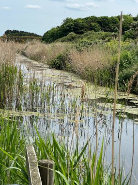 Norfolk 'taki durgun nehrin güzel manzarası Deniz Doğal Çamuru' nun yanında yeşil yemyeşil otlar ve yemyeşil yemyeşil yemyeşil yemyeşil otlar, sakin Doğu Anglia 'ya yansıyor.