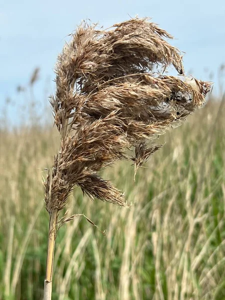 Close Head Reed Growing Cley Next Sea Nature Reserve Marsh — Stock Photo, Image