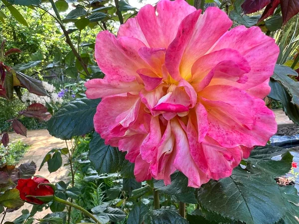 美しい歴史的なピンクの黄色のバラの終わりに 繊細なマルチ花びらと香水が満開の花の頭の中で夏に緑の茂みの葉を背景に英語の有機的な国の庭の風景 — ストック写真