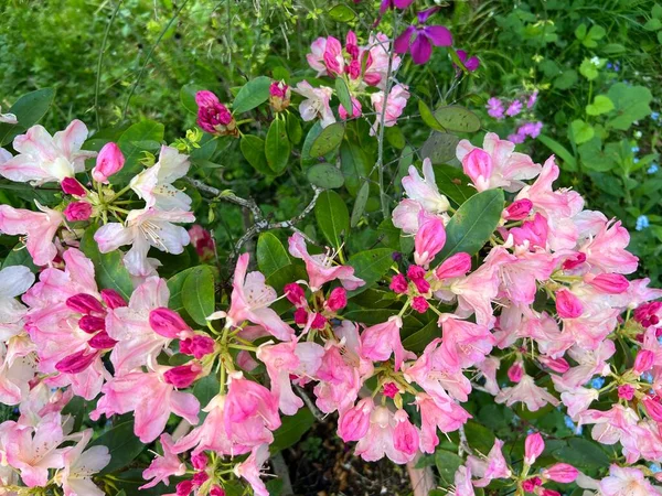 Close Van Rododendron Bloem Bloesem Grote Groene Blad Plant Bush — Stockfoto