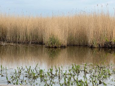 Hickling Geniş Doğa Koruma Alanı 'ndaki güzel gündoğumu sazlık yatakları. Güneş bulutları delip geçiyor. Şafak vakti koro teknesinde sabahın erken saatlerinde suya yansıyor.