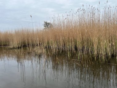 Hickling Geniş Doğa Koruma Alanı 'ndaki güzel gündoğumu sazlık yatakları. Güneş bulutları delip geçiyor. Şafak vakti koro teknesinde sabahın erken saatlerinde suya yansıyor.