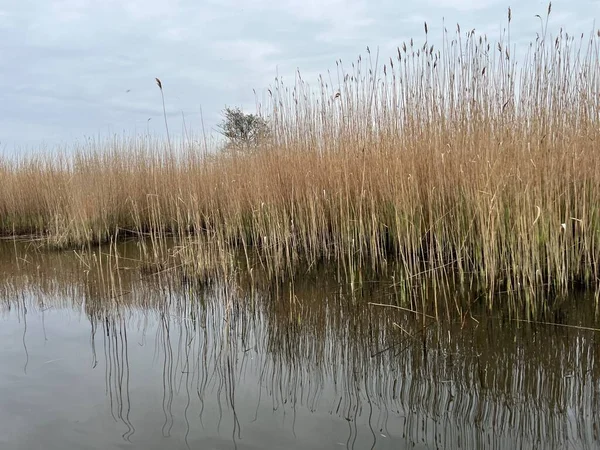 Hickling Geniş Doğa Koruma Alanı 'ndaki güzel gündoğumu sazlık yatakları. Güneş bulutları delip geçiyor. Şafak vakti koro teknesinde sabahın erken saatlerinde suya yansıyor.