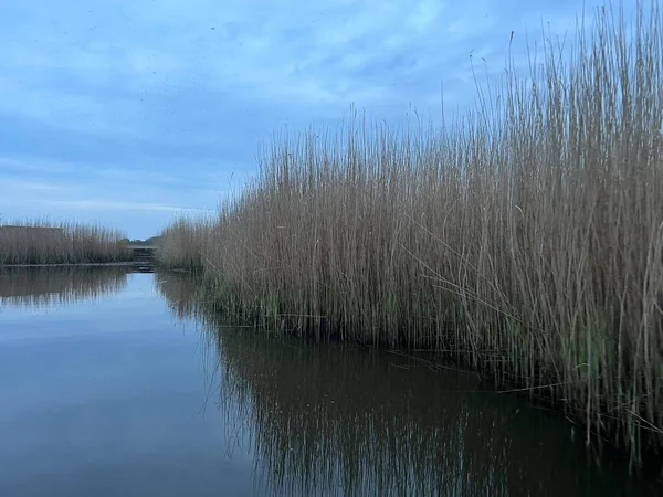 Beautiful landscape sunrise reed beds  on Hickling Broad nature reserve in Norfolk East Anglia uk before sun breaks through cloud on dawn chorus boat ride on still calm waters in early morning light