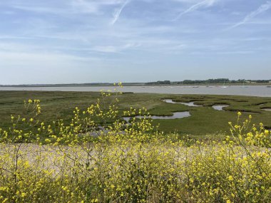 Suffolk, Suffolk, Doğu Anglia 'daki Aldeburgh sahilinin güzel manzarası Martello savaş kulesi tarafından kumsalın kumlu sahili üzerinde yaz başında mavi gökyüzü ile