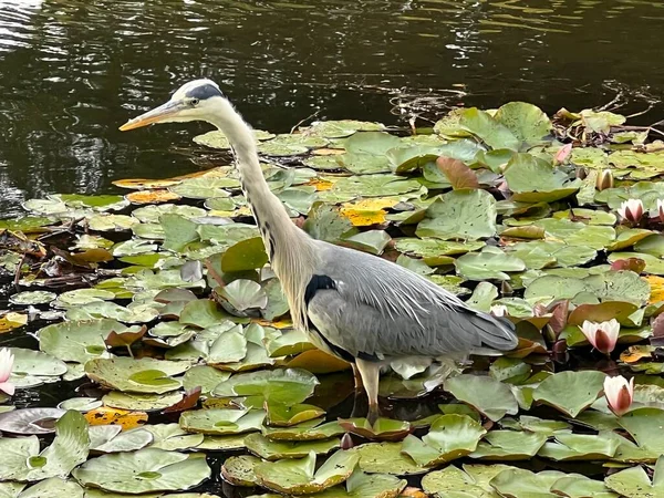 Close up of beautiful grey heron stood on Lilly pad green leaves in large pond in Norfolk park garden with black and white markings in Summer day reflection of light in water