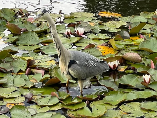 Close up of beautiful grey heron stood on Lilly pad green leaves in large pond in Norfolk park garden with black and white markings in Summer day reflection of light in water
