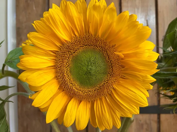 Close up view of stunning beautiful vibrant yellow bright healthy sun flower head with thin petals and pollen seed head to attract bees and insects grown in organic garden summer wood background