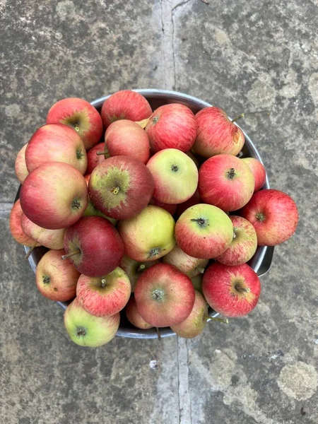 Close up of delicious Discovery apples in a metal colander, the ripe tasty healthy crisp organic fruit in red and green harvest from organic country garden orchard in lSummer on stone patio flat lay