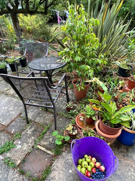 Garden landscape in late Summer with trees potted plants, flower pots, basket of organic fruits from allotment orchard in purple bag and chairs and table on stone patio by pond in late Summer