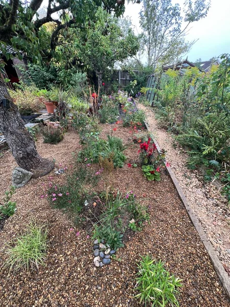 Landscape of beautiful mediterranean garden plant bed with variety of species of plants and flowers in soil, with covering of small smooth pebble layer on earth and brick paths , bushes and espalier pear trees