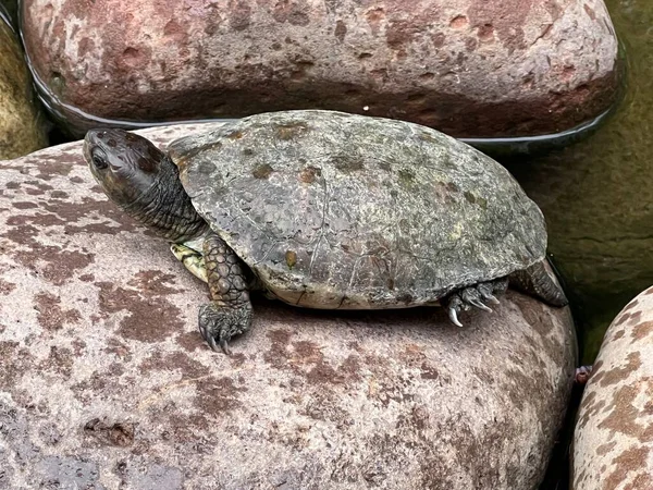 Großaufnahme Von Schildkröte Auf Stein Gesprenkelten Grauen Felsen Teich Die — Stockfoto