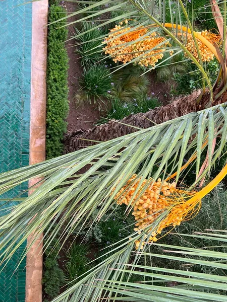 Close up of dates growing on a palm tree, the fresh ripe brown fruits on stems hanging down in clusters high amongst the branches of green leaf strips on trees in exotic garden in Morocco in Summer