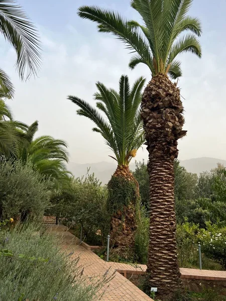 Acercamiento Las Fechas Que Crecen Una Palmera Los Frutos Marrones — Foto de Stock