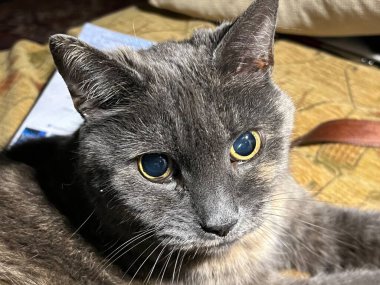 Kedi suratının kapanışı, güzel kısa saçlı gri tüylü İngiliz kedisi ev içi arka planda minderlerin üzerine oturmuş sevimli kulakları, gözleri ve bıyıkları açık.