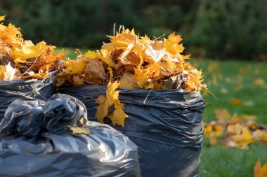 Sonbahar temizliği. Sonbaharda düşen akçaağaç yaprakları ayrıştırılabilir poşetlerde toplanır ve daha fazla gübreleme için hazırlanır. Çevre koruma. Sıfır atık. 