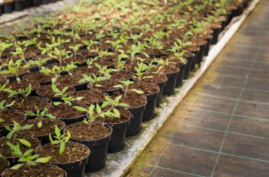 Endüstriyel bir serada çiçek ve yeşillik filizleri yetişiyor..