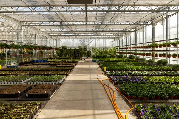 Endüstriyel bir serada çiçek ve yeşillik filizleri yetişiyor..