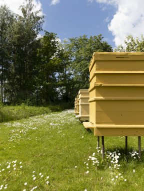 Bal sağlıklı gıda ürünleri. Arı kovanı, arılar için sarı evler, güneşli bir çayır, Jurmala. Letonya