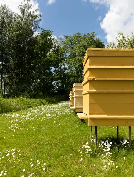 Μέλι Υγιεινά Προϊόντα Διατροφής Κυψέλη Κίτρινα Σπίτια Για Τις Μέλισσες — Φωτογραφία Αρχείου