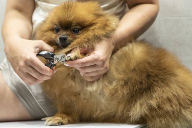 Cut dog claws ar home. Woman cutting pomeranian spitz claws, happy dog.