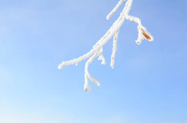 Güneşli bir kış gününde, dondaki ağaç dallarını mavi gökyüzüne fotokopi uzayı ile asmak. Kış arkaplanı, kartpostal, konsept.